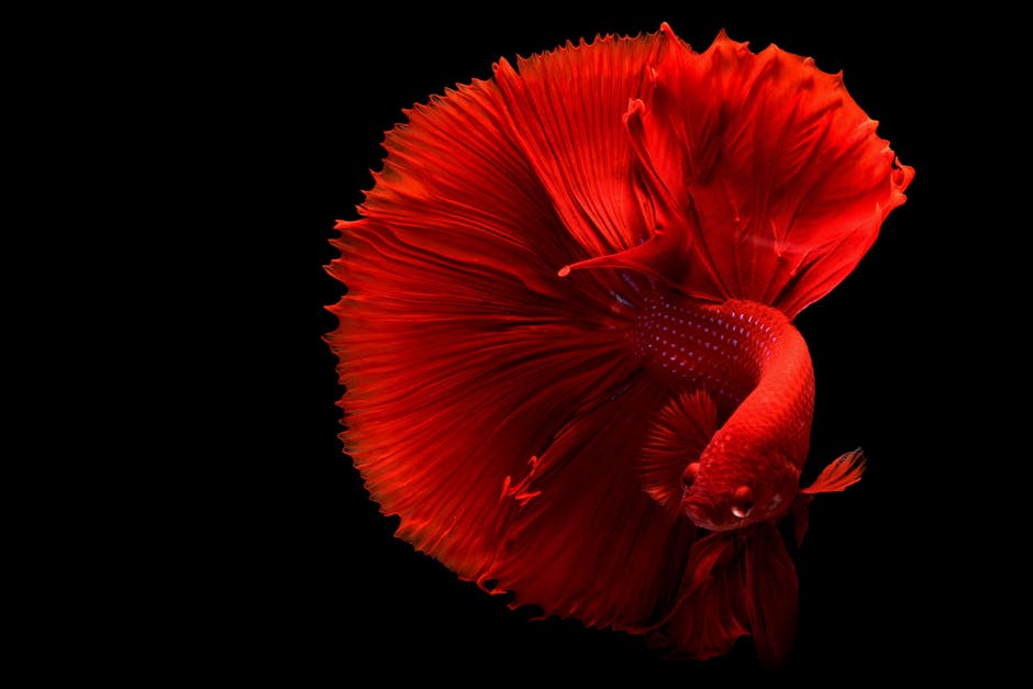 un poisson
