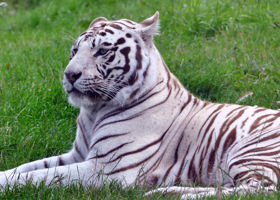 un tigre