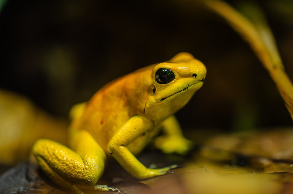 une grenouille