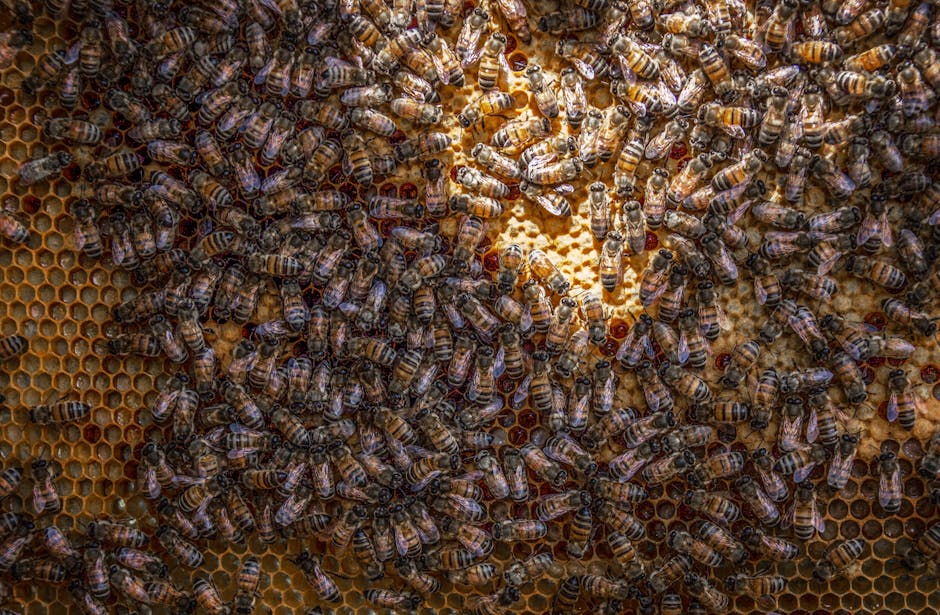 une abeille