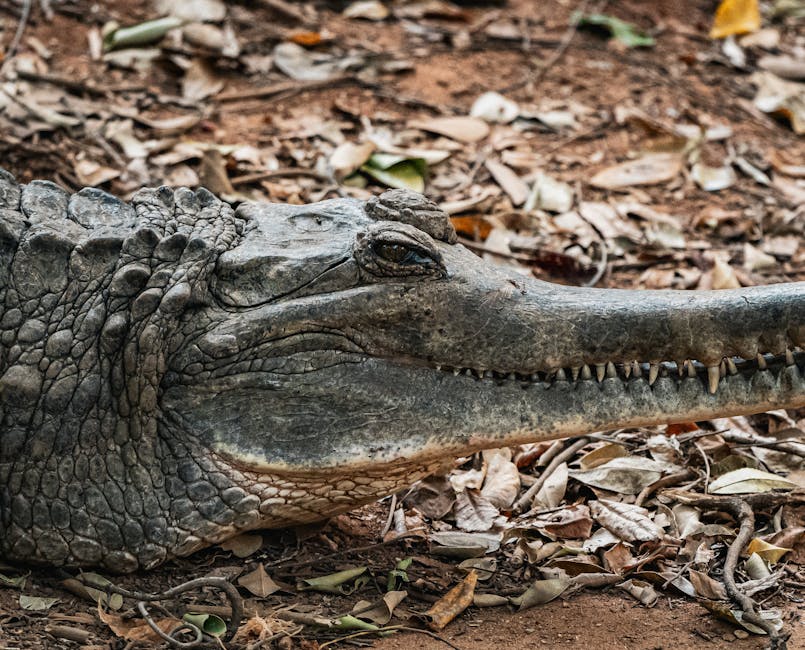 un crocodile