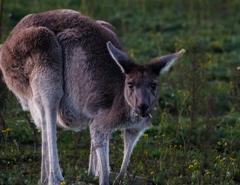 un kangourou