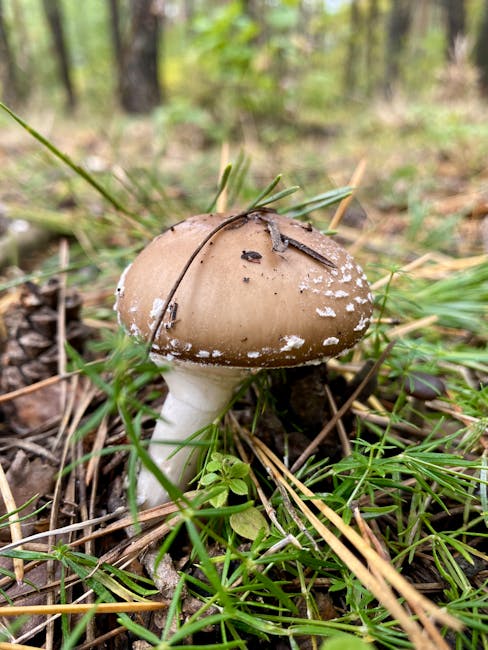 un champignon