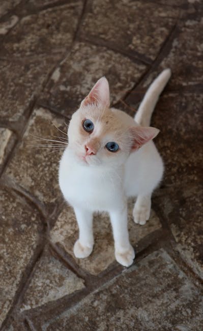 les yeux