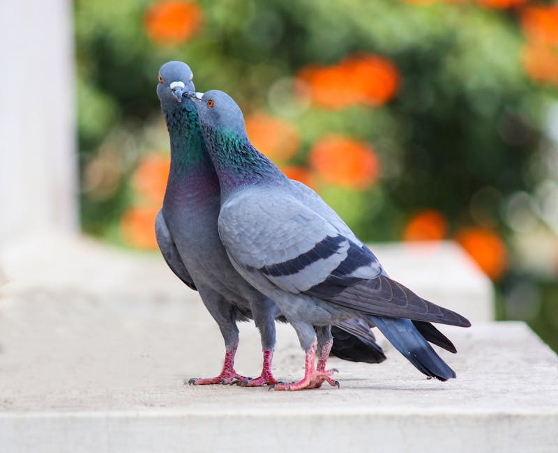 un pigeon