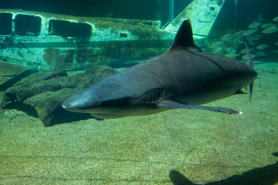 un requin