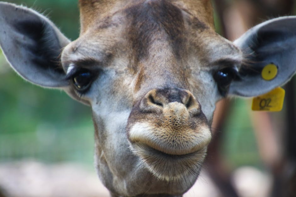une girafe