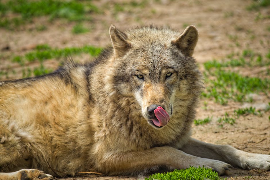 un loup