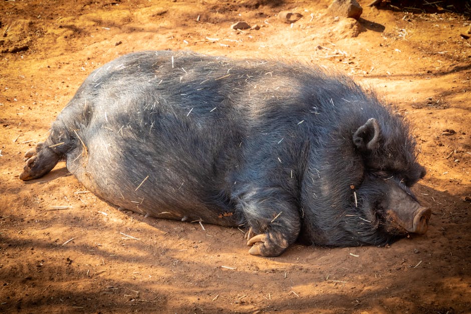 un cochon