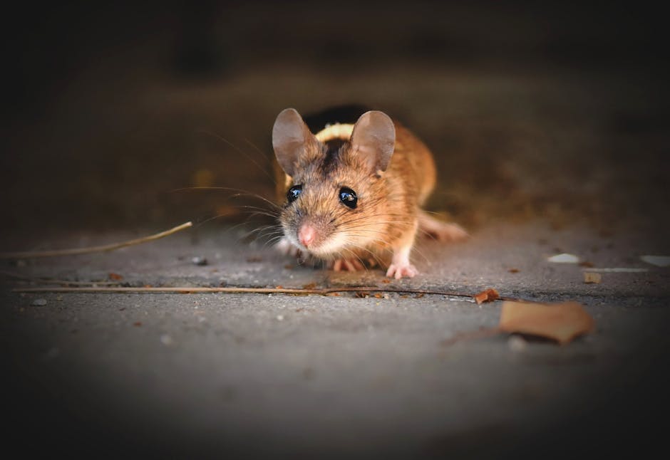 une souris