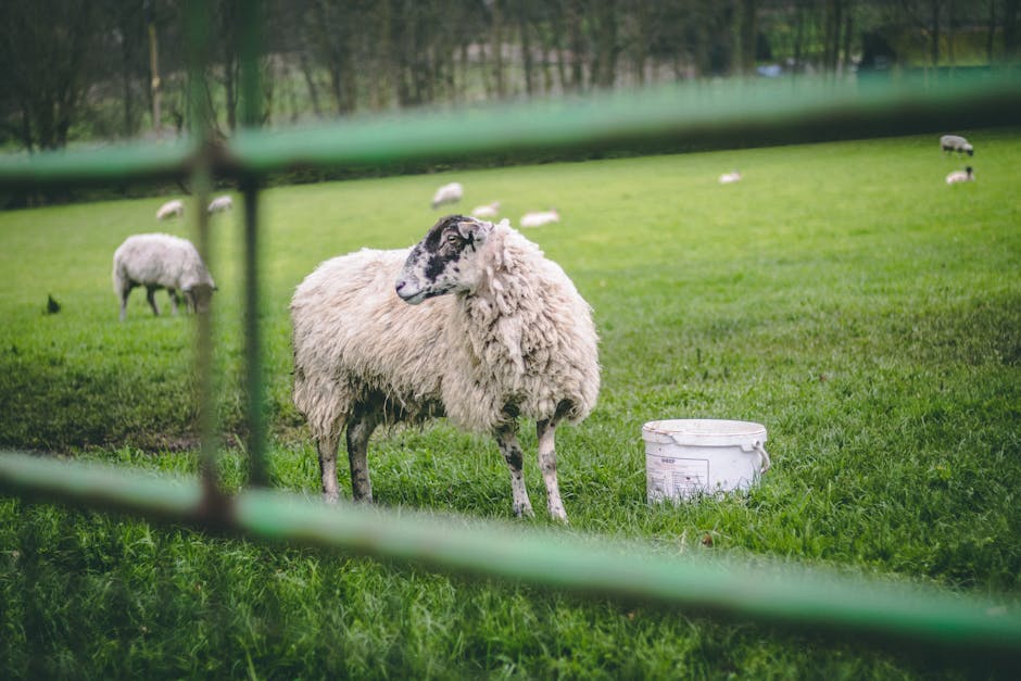 un mouton