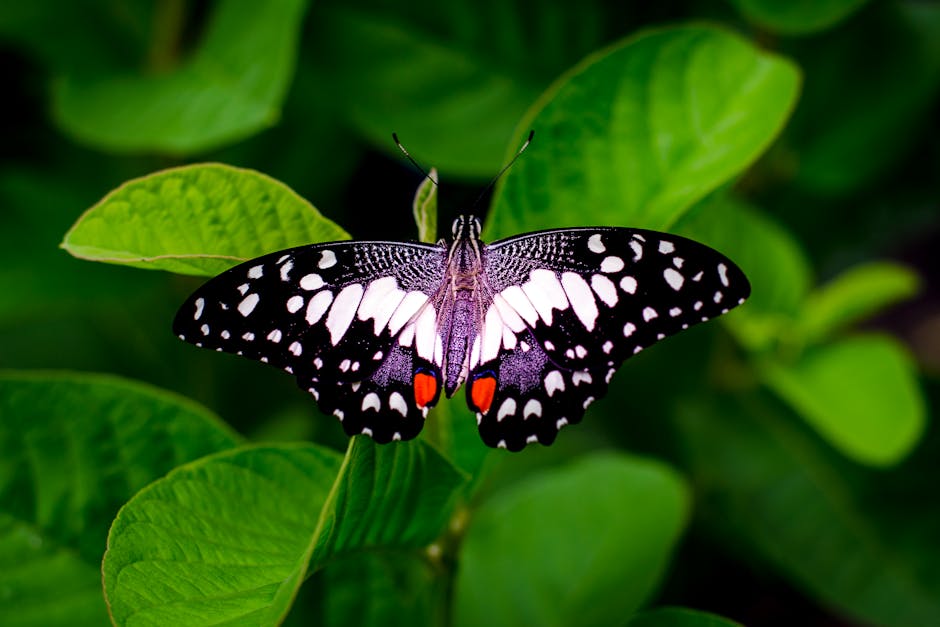 un papillon