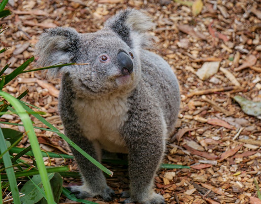 un koala
