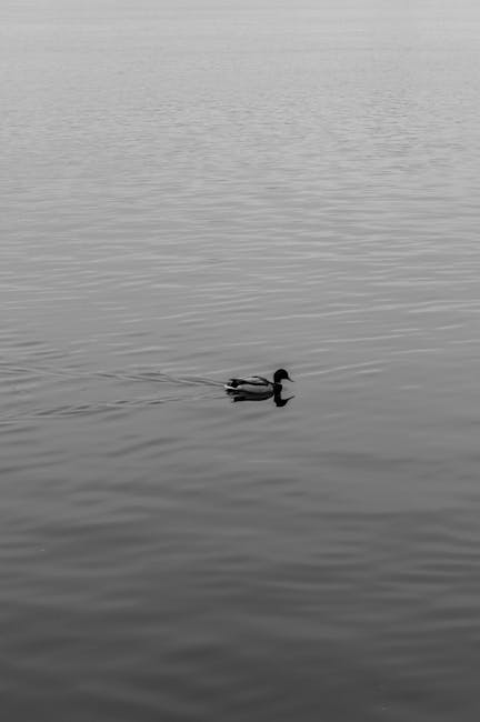un canard