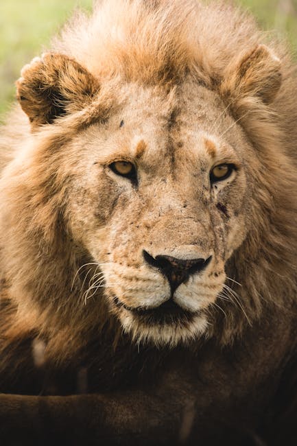 un lion