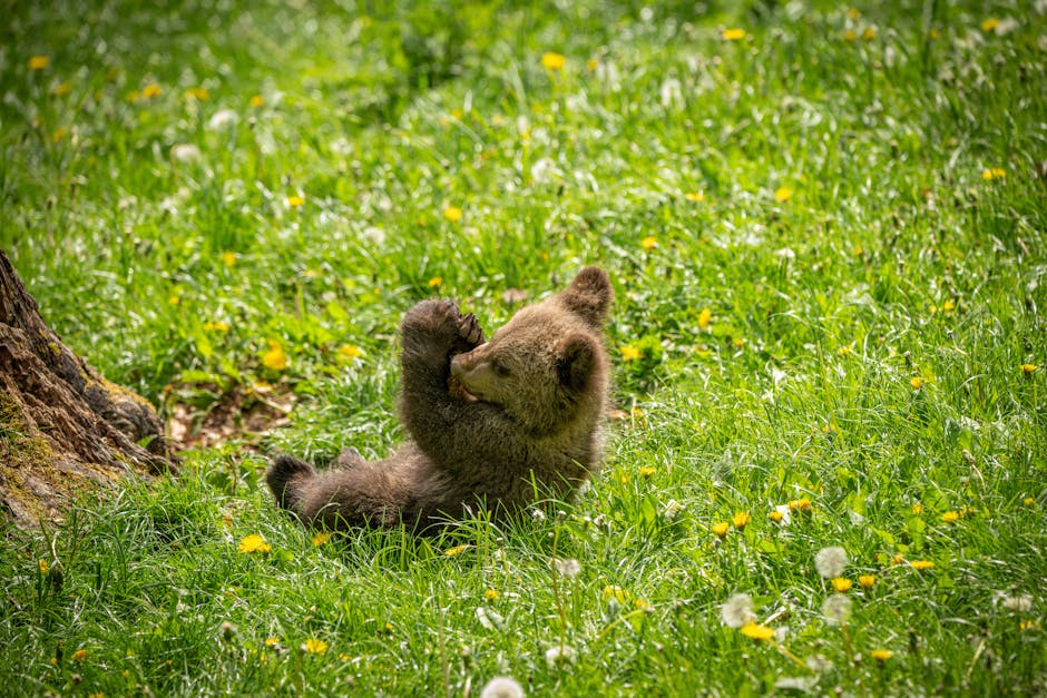 un ours