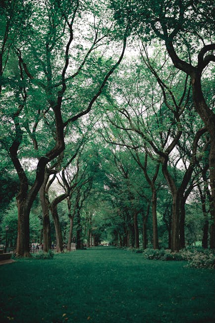 un parc