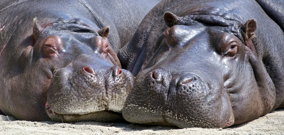 un hippopotame