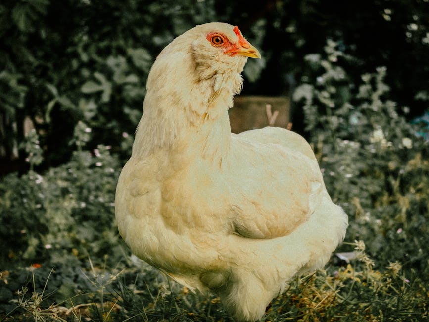 une poule