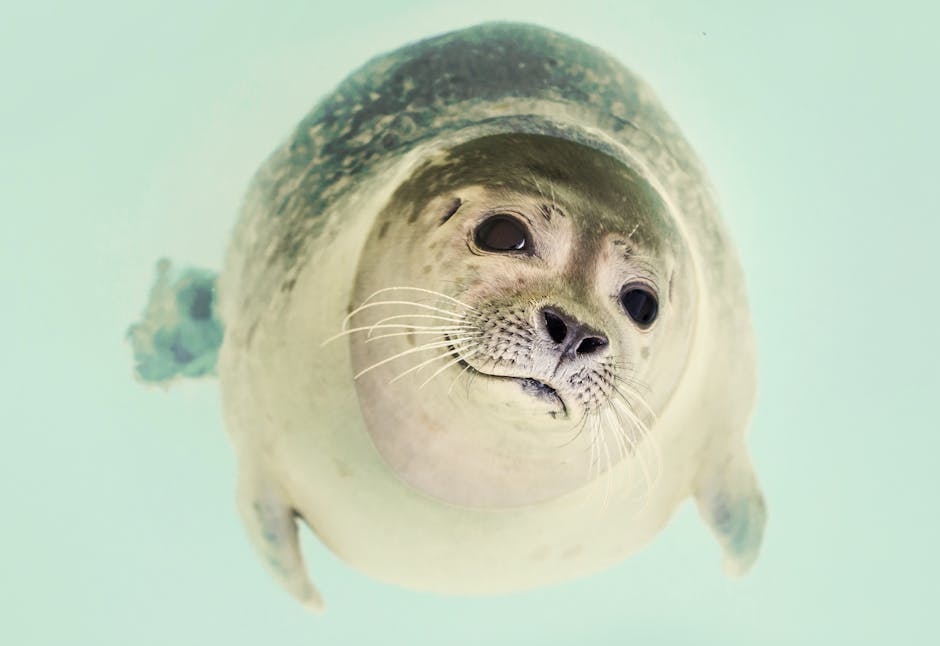 un phoque