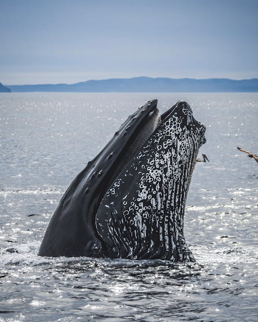 une baleine