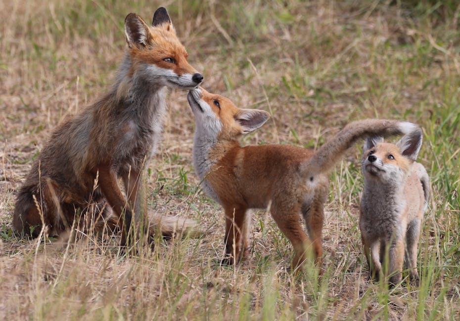 un renard