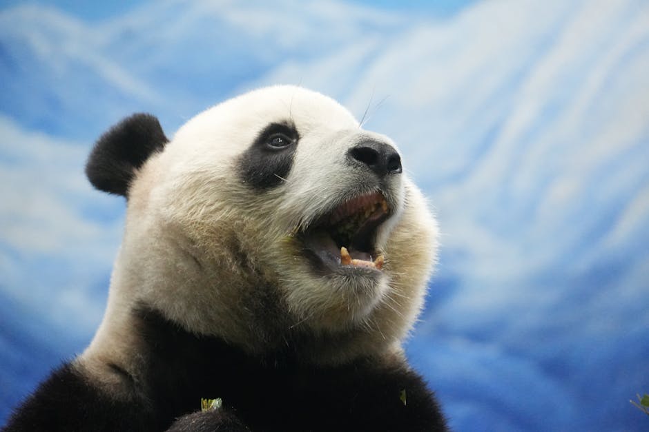 un panda