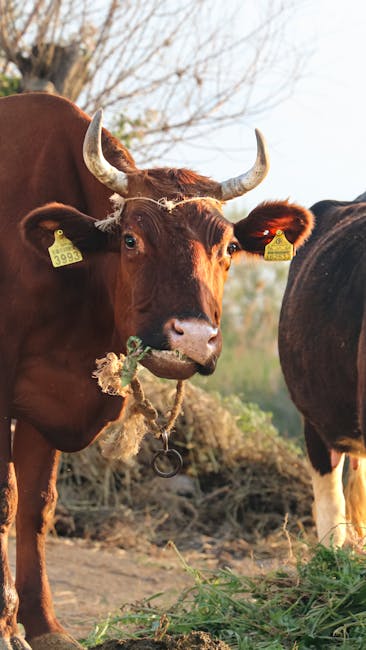 une vache