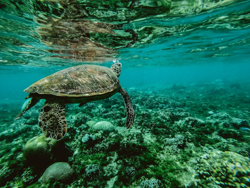 une tortue
