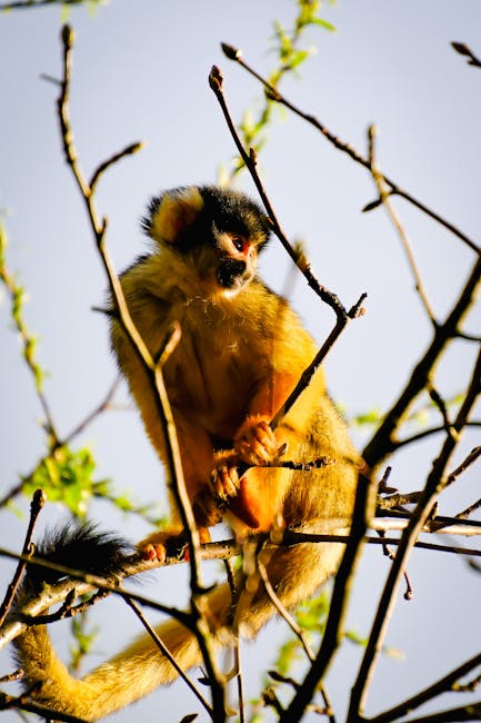 un singe