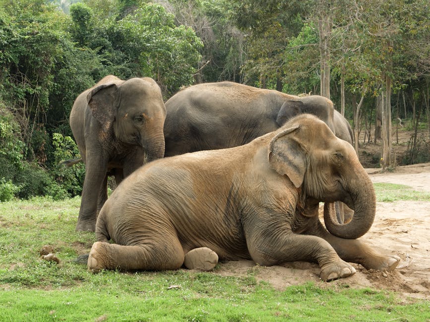 un éléphant