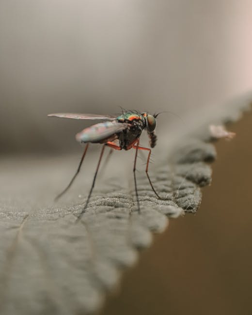une mouche