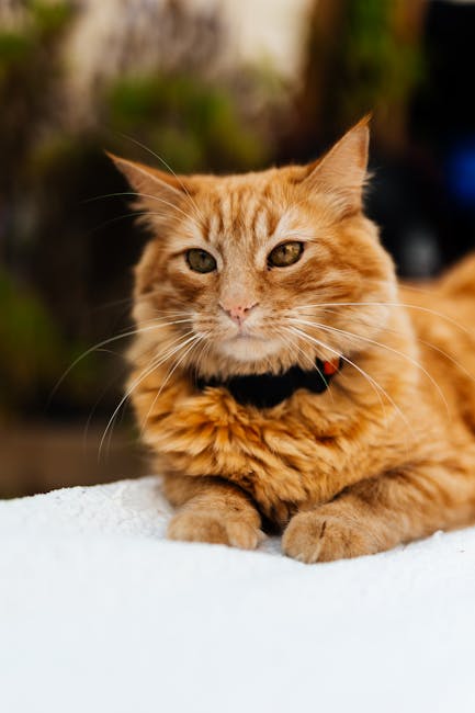 un chat