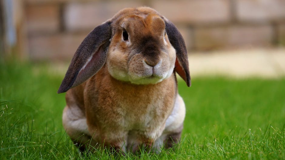 un lapin