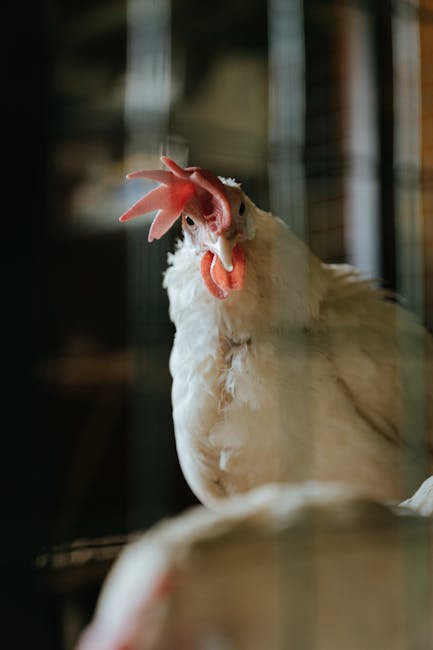 un coq