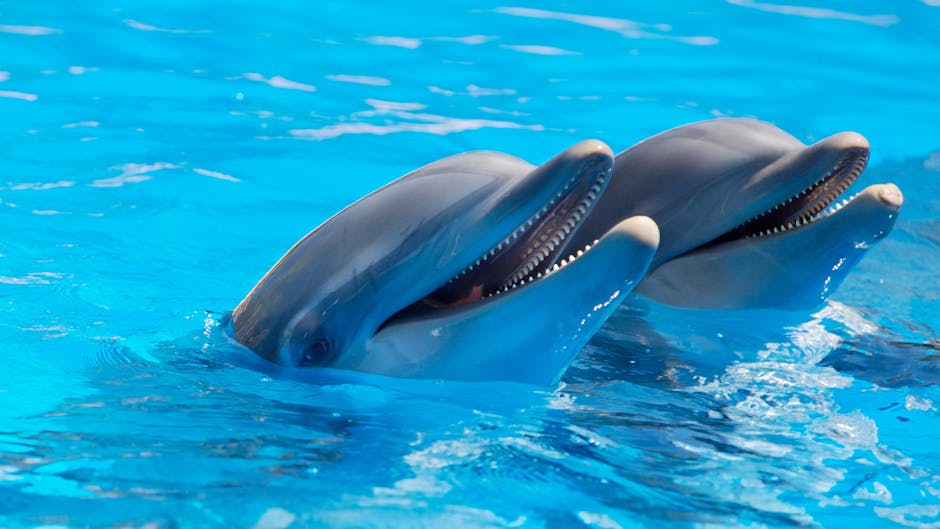 un dauphin